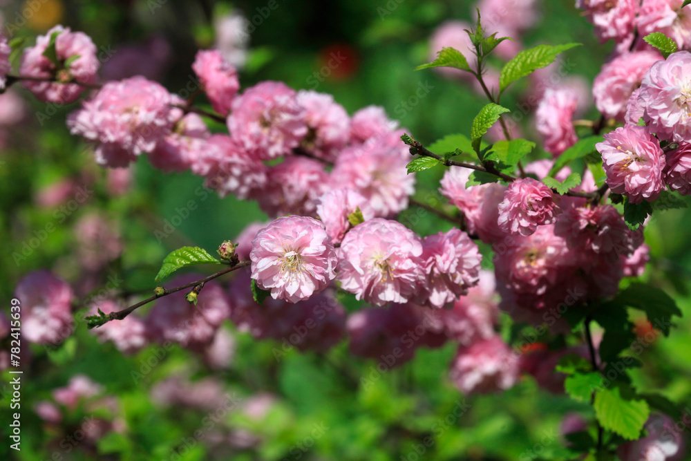 Colorful spring blossom on nature background Colorful spring blossom on nature background