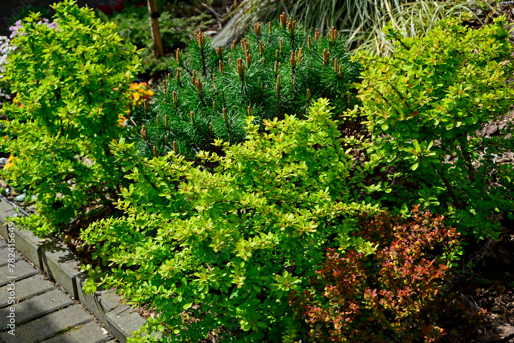 sosna kosodrzewina i żółte berberysy na rabacie w ogrodzie, Pinus mugo, Berberis thunbergii, pine and yellow barberries on a flowerbed in the garden,Mixborder with different plants
sosna kosodrzewina i żółte berberysy na rabacie w ogrodzie, Pinus mugo, Berberis thunbergii, pine and yellow barberries on a flowerbed in the garden,Mixborder with different plants
