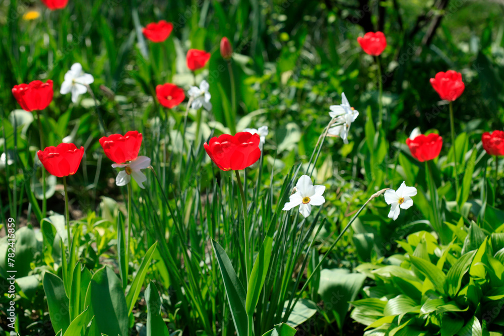 Colorful spring blossom on nature background Colorful spring blossom on nature background