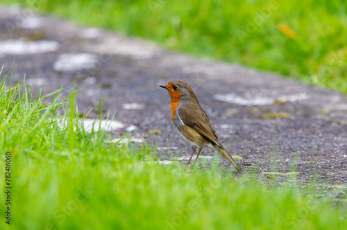 European robin "Erithacus rubecula" standing on path in garden at edge of grass. Colorful bird with red orange breast feathers. Dublin, Ireland