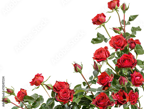 Bunch of red roses frame border for text and desig on white background,png