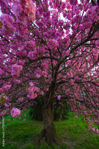 Drzewo kwitnącej Japońskiej Wiśni. Drzewo pełne różowych kwiatów stojące na miejskim trawniku w centrum miasta