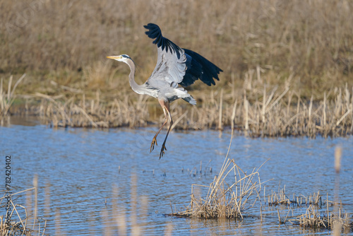 Great Blue Heron flies over a pond and marsh area © Dkas