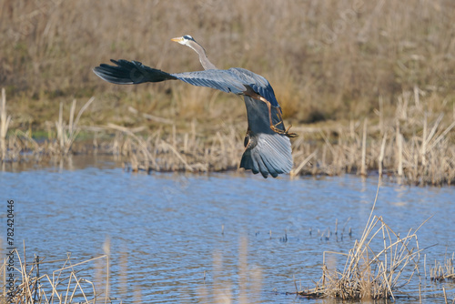 Great Blue Heron flies over a pond and marsh area