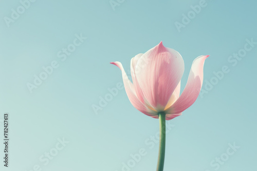 Elegant Pink Tulip against Sky