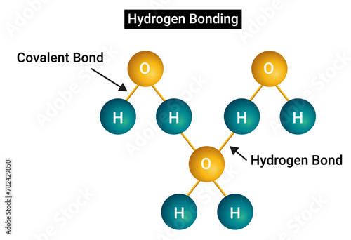A hydrogen bond (or H-bond) is a primarily electrostatic force of attraction between a hydrogen (H) atom which is covalently bound to a more electronegative atom or group
