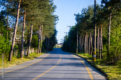 A road with trees on the sides. diffrent view. Road in the pine forest