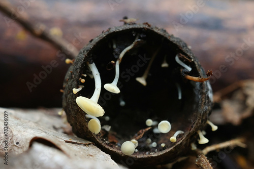 Nut disco, Hymenoscyphus fructigenus, wild fungus from Finland photo