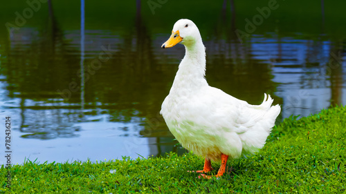 White Duck in Green Serenity In The Lake