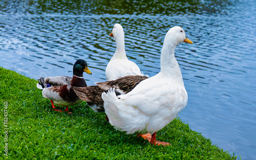 Four Ducks by the Lakeside: Harmonious Gathering