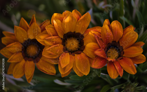 orange flower in the garden