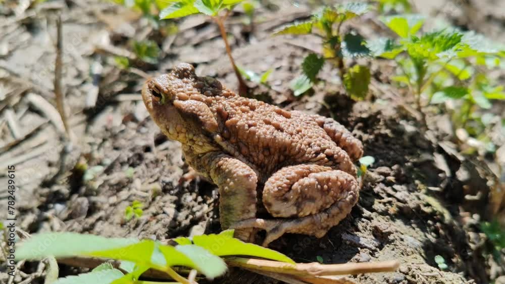 Brown Ferguson's Toad (Bufo Fergusonii)- the Frog Brown Ferguson's Toad (Bufo Fergusonii)- the Frog