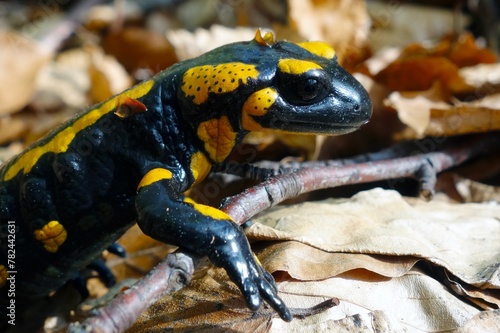 Spotted salamander resting in the forest