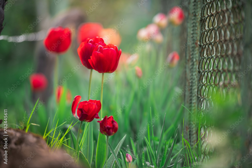 Naklejka premium Amazing red tulip flowers blooming