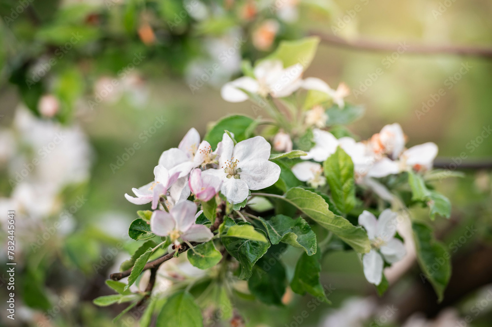 Fresh beautiful flowers of the apple tree blooming in the spring
Fresh beautiful flowers of the apple tree blooming in the spring