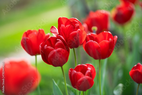 Red tulips bloom close-up in the spring in the garden. Beautiful spring flower background. Soft focus and bright lighting. Blurred garden background.