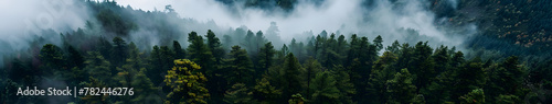 Aerial view of a mystical foggy forest, misty morning with scenic nature view