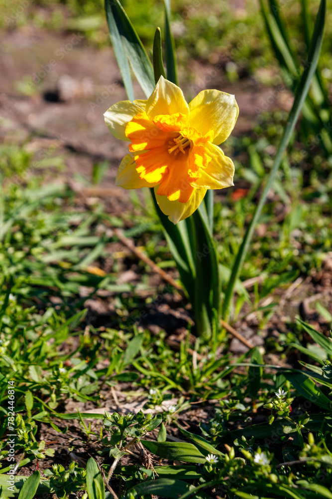 Yellow daffodil flower in a garden. Beautiful narcissus on flowerbed Yellow daffodil flower in a garden. Beautiful narcissus on flowerbed