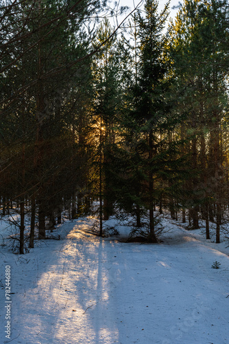 The rays of the setting sun break through the dense branches of a dense coniferous dark forest. Winter landscape in the forest