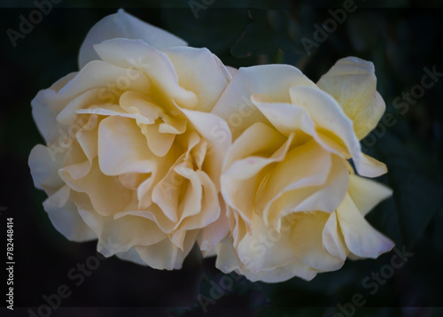 white and yellow rose