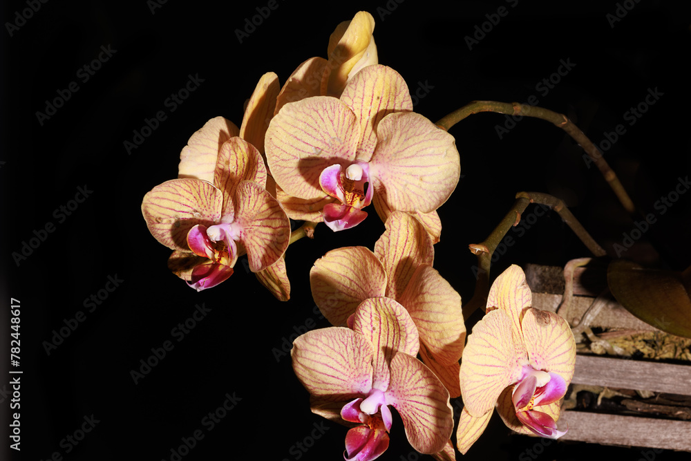 ORQUIDEAS FLORES FLAWERS
