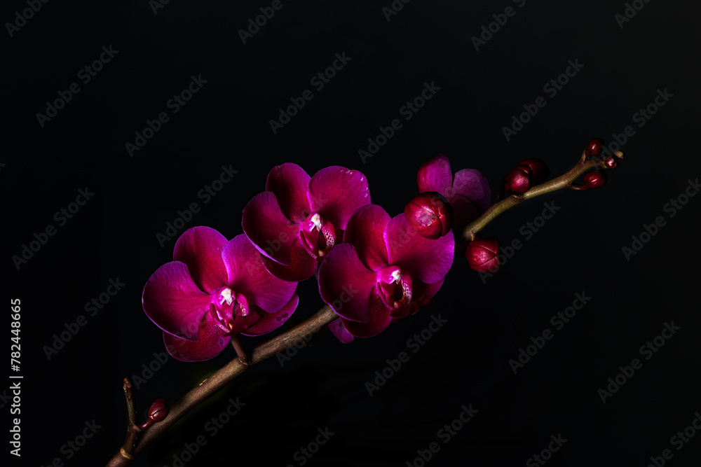FLORES . ORQUIDES.FLOWER