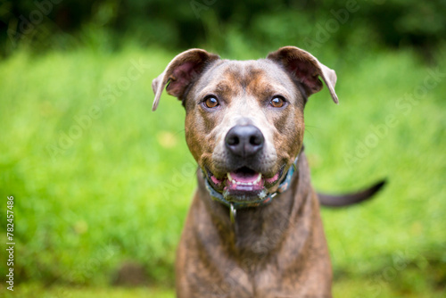 A friendly Pit Bull Terrier mixed breed dog looking intently at the camera