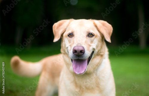 A happy Retriever mixed breed dog © Mary Swift