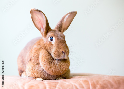 A female American rabbit with a large dewlap