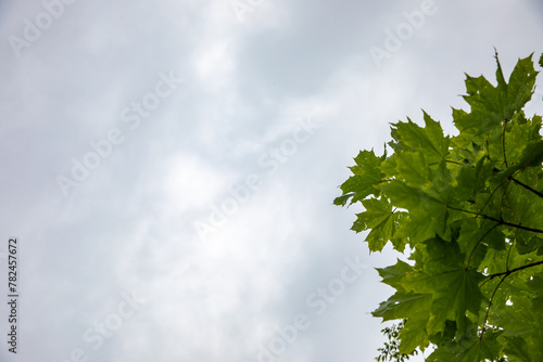 Vine leaves and blue sky  stock photo