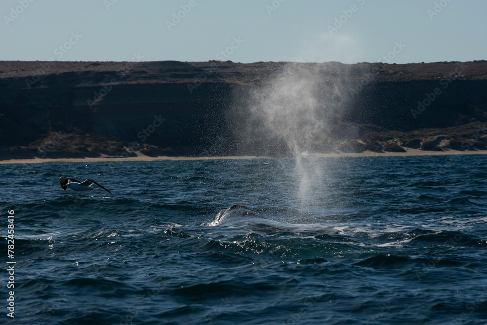 Sohutern right whales in the surface, Peninsula Valdes, Patagonia,Argentina Sohutern right whales in the surface, Peninsula Valdes, Patagonia,Argentina
