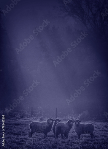 A flock of sheep at night.  photo