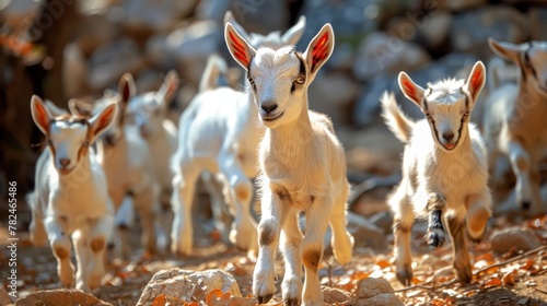  A herd of small, white goats traverses a dirt and grass-covered field dotted with rocks and strewn with leaves