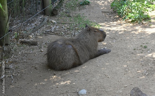 Grand capybara (Hydrochoerus hydrochaeris) en captivité, allongé dans son enclos.