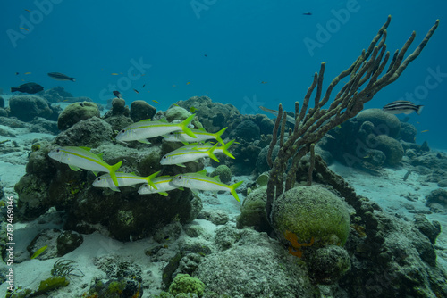 Fototapeta Naklejka Na Ścianę i Meble -  Beautiful landscape of a coral reef in the Caribbean