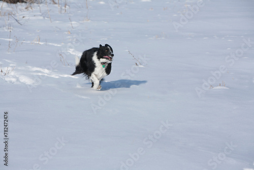 A border Colie running in the snow.  photo