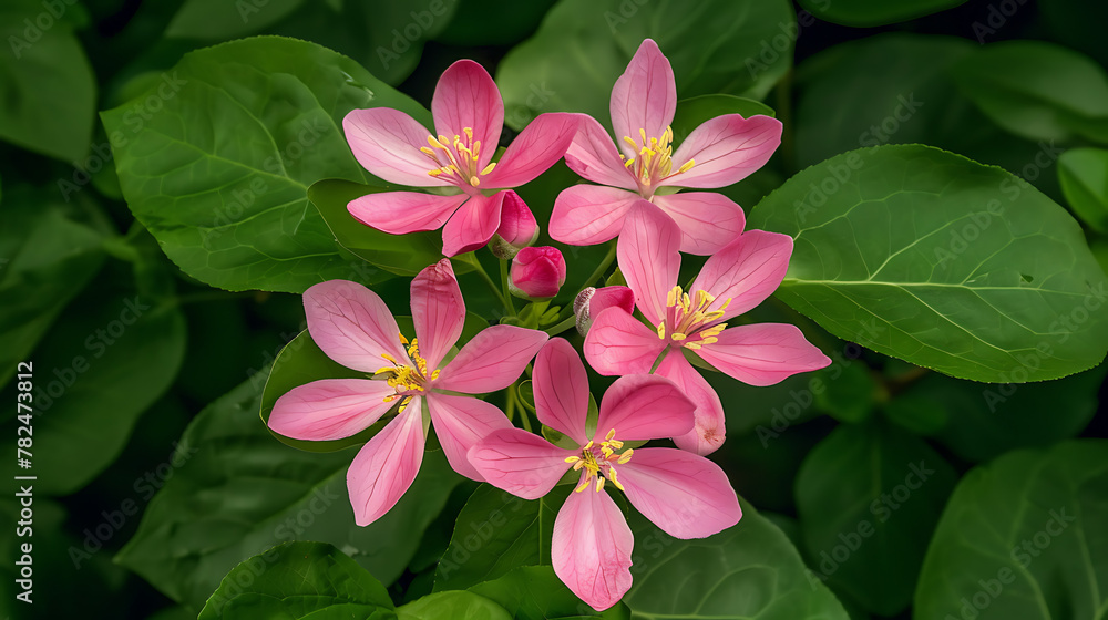 a cluster of vibrant pink flowers set against a backdrop of lush green leaves. Each flower boasts five delicate petals