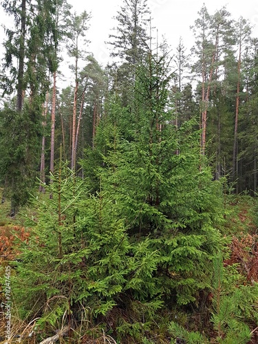 Small green fluffy spruces among slender pines in the forest in summer