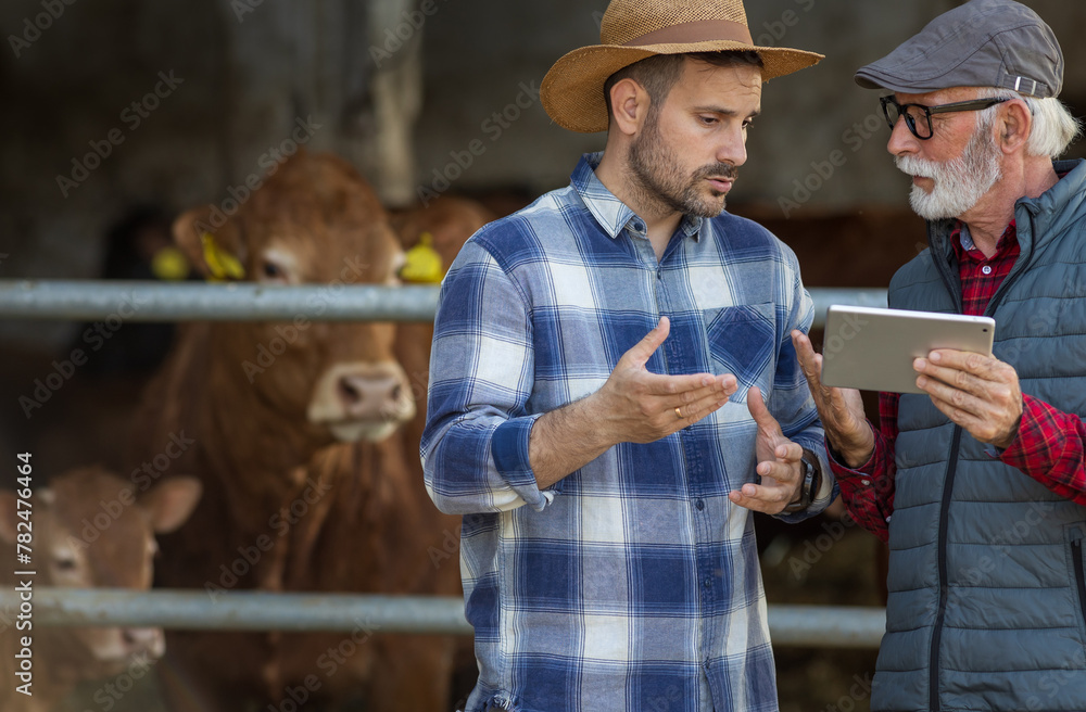 Two farmers in cowshed talking in front of calfs Two farmers in cowshed talking in front of calfs