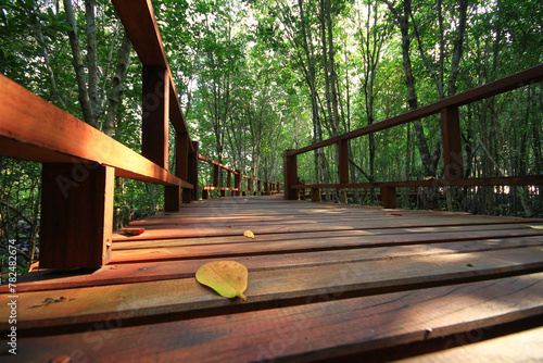 Mangrove forest in mu ko chumphon national park national parks & marine reserves islands Chumphon, Thailand  photo