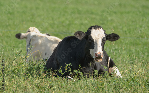 Two cows lying in the field under the midday sun