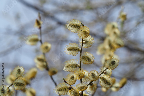 TThe willow blooms in spring. Palm Sunday. High quality photohe willow blooms in spring. Palm Sunday
