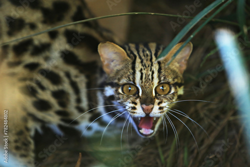 Marbled cat or Pardofelis marmorata is hissing, acting flustered, startled by being disturbed 