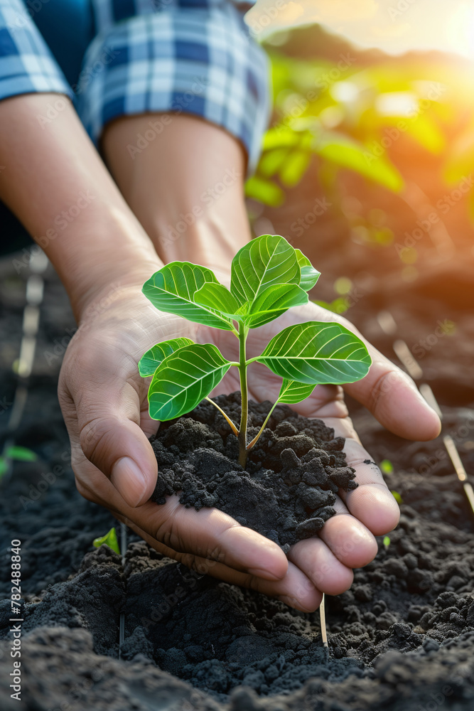 plant with perfect leaves growing out of the soil in a persons hand, representing ecology and sustainability plant with perfect leaves growing out of the soil in a persons hand, representing ecology and sustainability