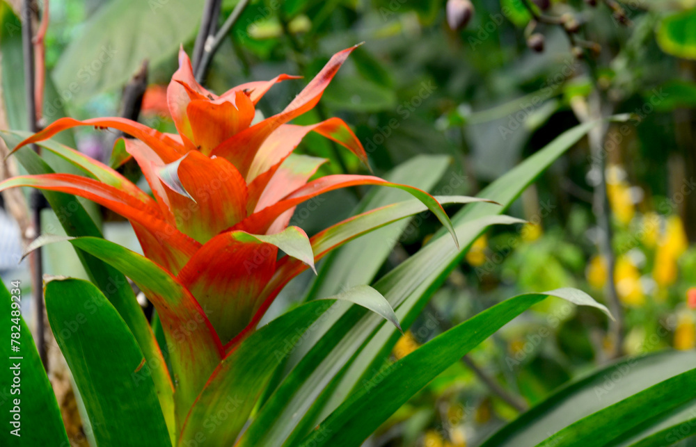 Red orange Guzmania lingulata flowers in a tropical garden.Selective focus. Red orange Guzmania lingulata flowers in a tropical garden.Selective focus.