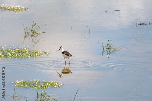 Black winged- Stilt with red legs, feeding on the lake and its reflection on the water, at Baie de l'aiguillon, France