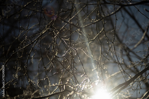 Light on an icy tree. Branches in ice. Morning light in the park.