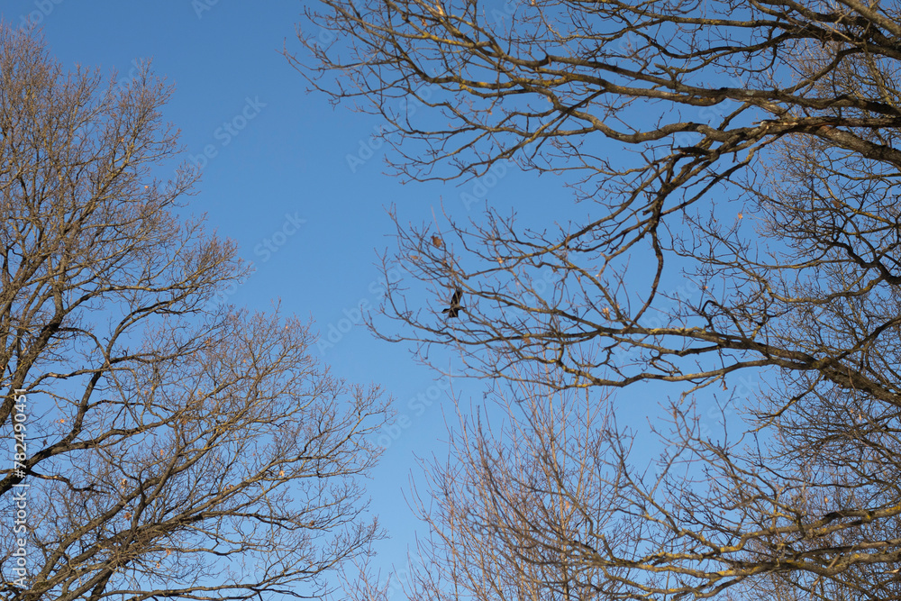 A bird flies through a tree. Tree in winter. Blue sky on a frosty day. A bird flies through a tree. Tree in winter. Blue sky on a frosty day.