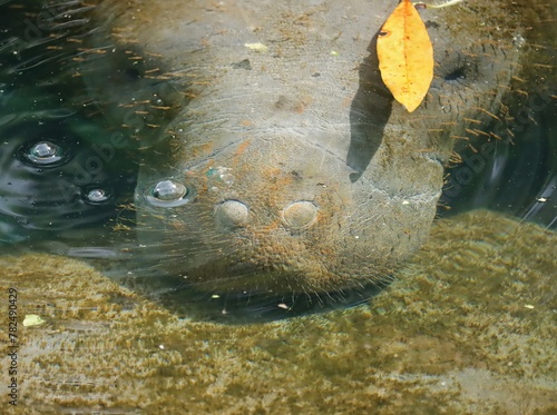 Manatee Exhaling Under Water Nose Blows Bubbles Homosassa Springs State Wildlife Park photo