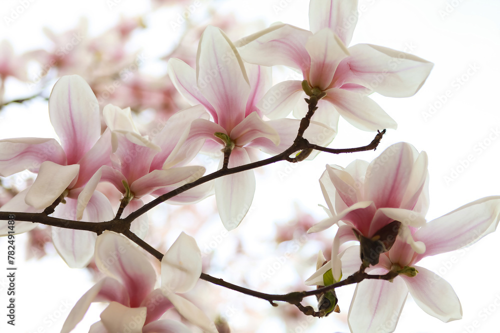 Close-up of beautiful light pink magnolia flowers with delicate petals on white background